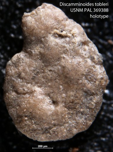 Discamminoides tobleri Brönnimann, 1951