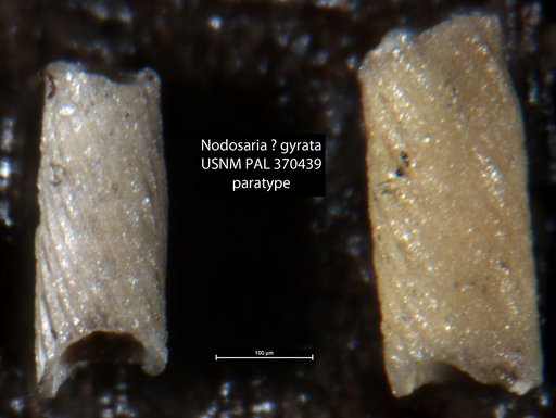 Nodosaria ? gyrata Mallory, 1959