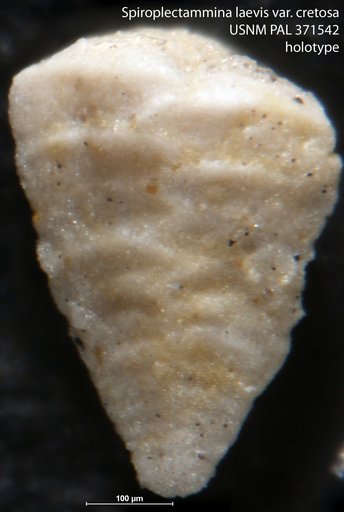Spiroplectammina laevis var. cretosa Cushman, 1932