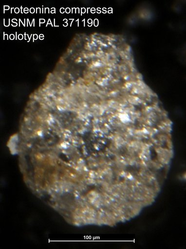 Proteonina compressa Cushman & McCulloch, 1939