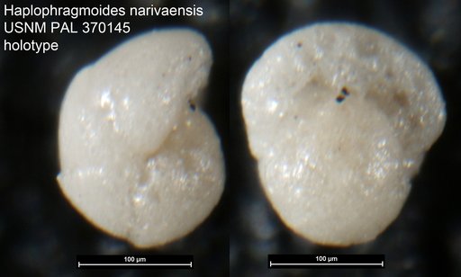 Haplophragmoides narivaensis Brönnimann, 1953