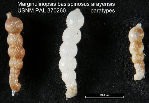 Marginulinopsis basispinosus var. arayensis Bermudez & Fuenmayor, 1966