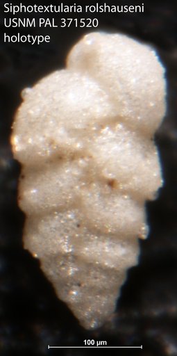 Siphotextularia rolshauseni Phleger & Parker, 1951