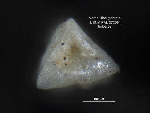 Verneuilina glabrata Cushman, 1918