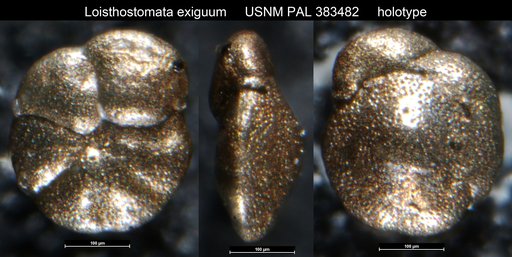 Loisthostomata exiguum Loeblich & Tappan, 1986