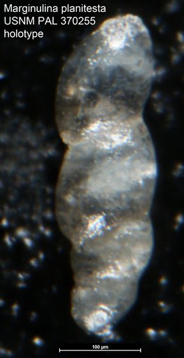 Marginulina planitesta Tappan, 1943