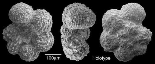 Rugoglobigerina reicheli var. hexacamerata Brönnimann, 1952