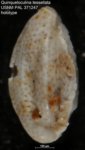 Quinqueloculina tessellata Cushman, 1922