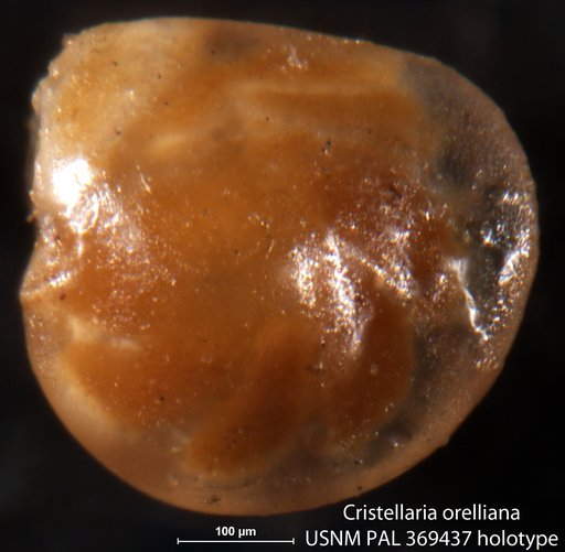 Cristellaria orelliana Stadnichenko, 1927