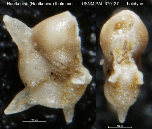 Hantkenina (Hantkenina) thalmanni Brönnimann, 1950