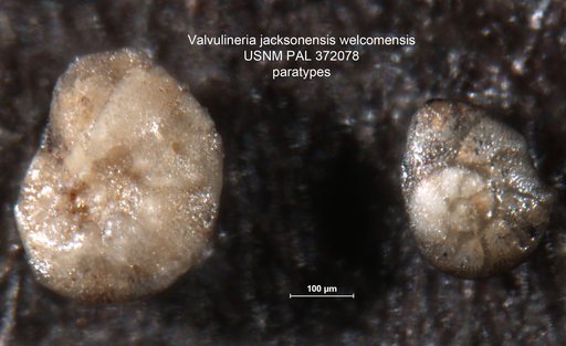 Valvulineria jacksonensis var. welcomensis Mallory, 1959