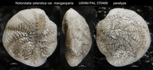 Notorotalia zelandica var. mangaoparia Vella, 1957