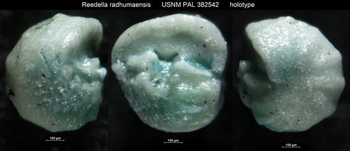 Reedella radhumaensis Hasson, 1985