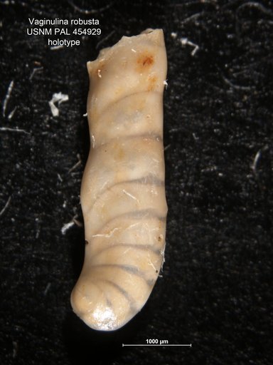 Vaginulina robusta Galloway & Wissler, 1927