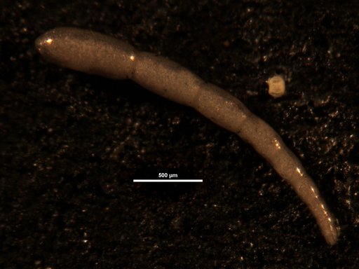Drepaniota pachutaense Loeblich & Tappan Loeblich, 1986