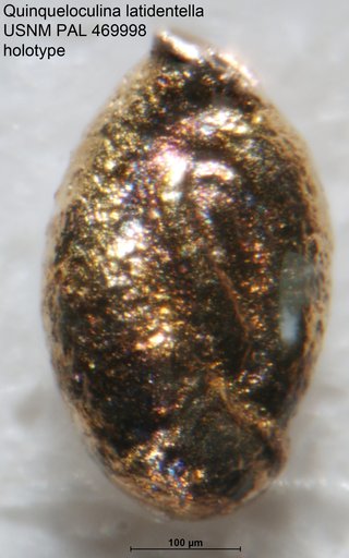 Quinqueloculina latidentella Loeblich & Tappan, 1994