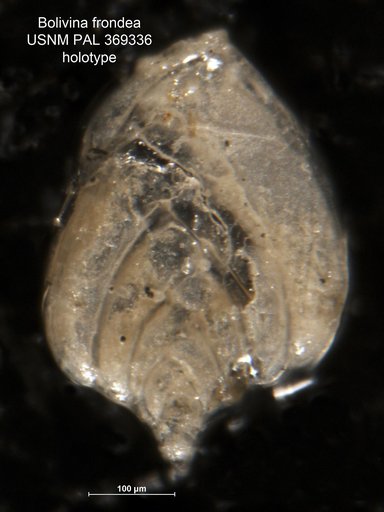 Bolivina frondea Cushman, 1922