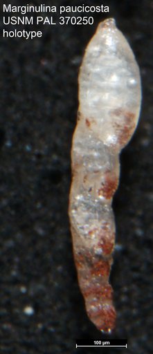 Marginulina paucicosta Tappan, 1943