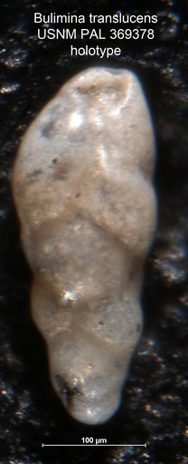 Bulimina translucens Parker, 1953