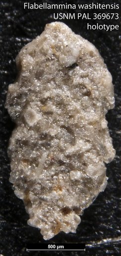 Flabellammina washitensis Alexander & Smith, 1932