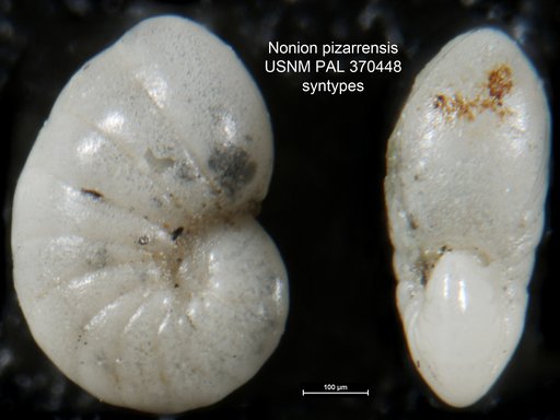 Nonion pizarrensis Berry, 1928