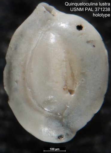 Quinqueloculina lustra Cushman, 1922
