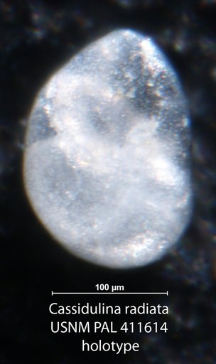 Cassidulina radiata Chave, 1987