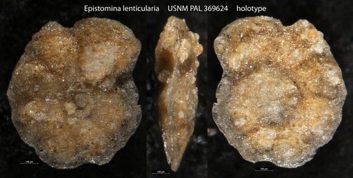 Epistomina lenticularia Tappan, 1943