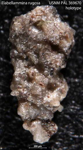 Flabellammina rugosa Alexander & Smith, 1932