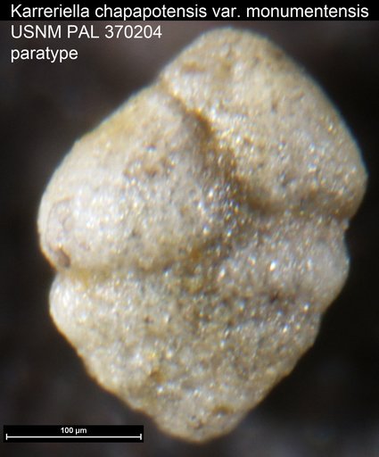 Karreriella chapapotensis var. monumentensis Mallory, 1959