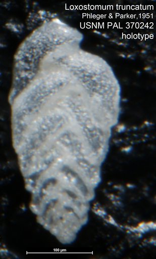Loxostomum truncatum Phleger & Parker, 1951