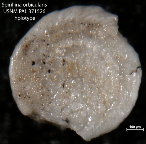 Spirillina orbicularis Bagg, 1898