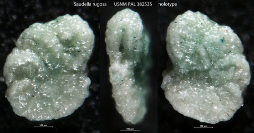 Saudella rugosa Hasson, 1985