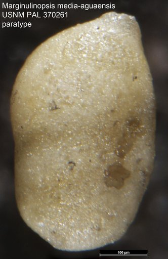 Marginulinopsis media-aguaensis Mallory, 1959