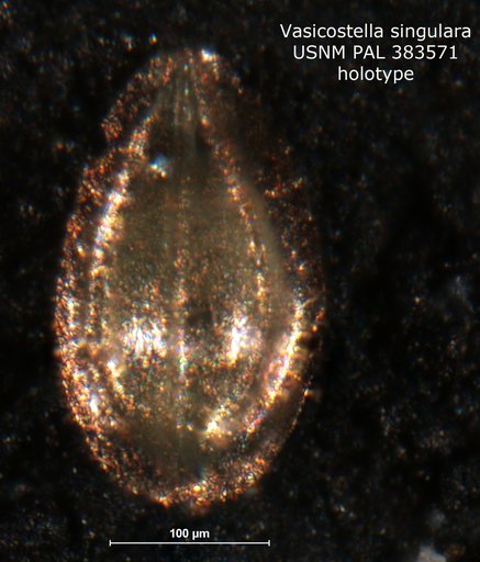 Vasicostella singulara Patterson & Richardson, 1987