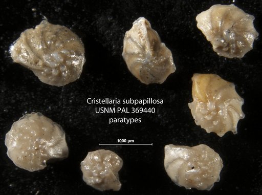 Cristellaria subpapillosa Nuttall, 1932