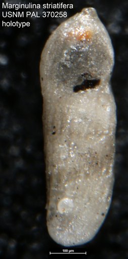 Marginulina striatifera Tappan, 1943