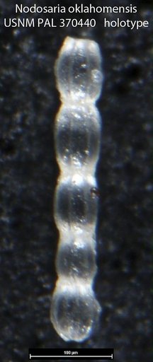 Nodosaria oklahomensis Tappan, 1943