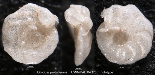 Cibicides protuberans Parker, 1954