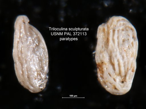 Triloculina sculpturata Cushman, 1922