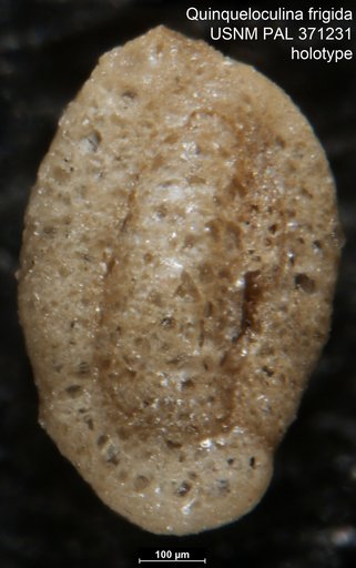 Quinqueloculina frigida Parker, 1952