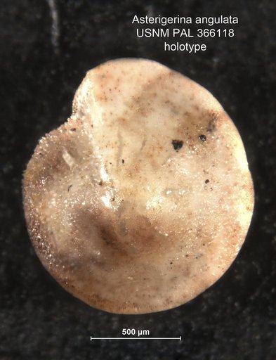 Asterigerina angulata Cushman, 1919