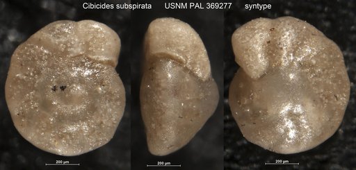 Cibicides subspirata Nuttall, 1930