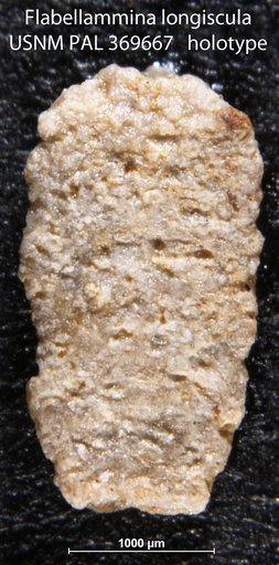 Flabellammina longiuscula Alexander & Smith, 1932