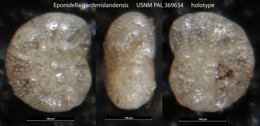 Eponidella gardenislandensis Akers, 1952