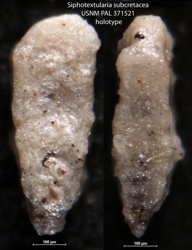 Siphotextularia subcretacea Tappan Loeblich, 1943