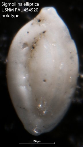 Sigmoilina elliptica Galloway & Wissler, 1927