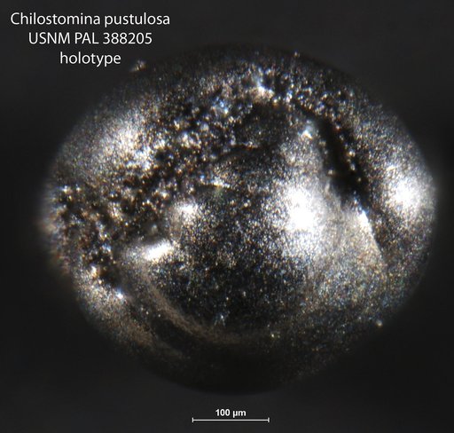 Chilostomina pustulosa Finger & Gapanoff, 1986