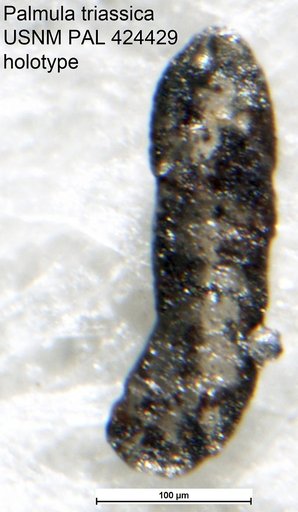Palmula triassica Tosk & Andersson, 1988