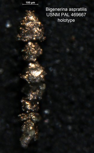 Bigenerina aspratilis Loeblich & Tappan, 1994